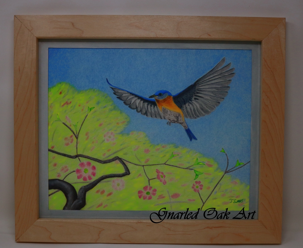 gnarled oak art, gnarled oak, art, drawing, colored pencils, bluebird, spring, tree, flight, custom framing, dogwood