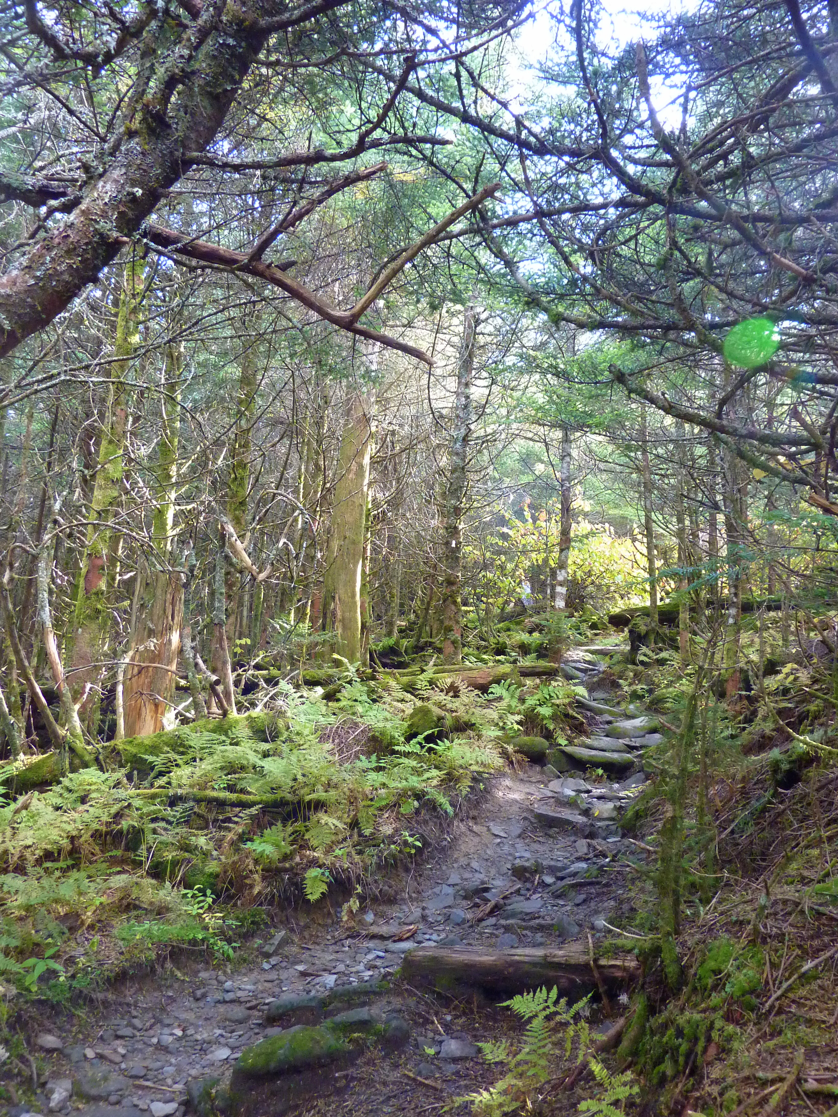 woods, forest, gnarled oak art, appalachian, mountain, tree